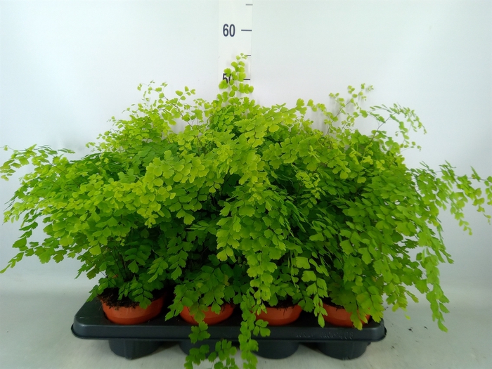 <h4>Adiantum raddi. 'Fragrans'</h4>