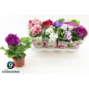 PRIM OB SWEETK A GEM