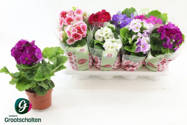 <h4>PRIM OB SWEETK A GEM</h4>