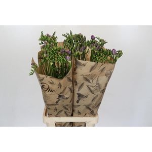 Freesia One Blue XXL