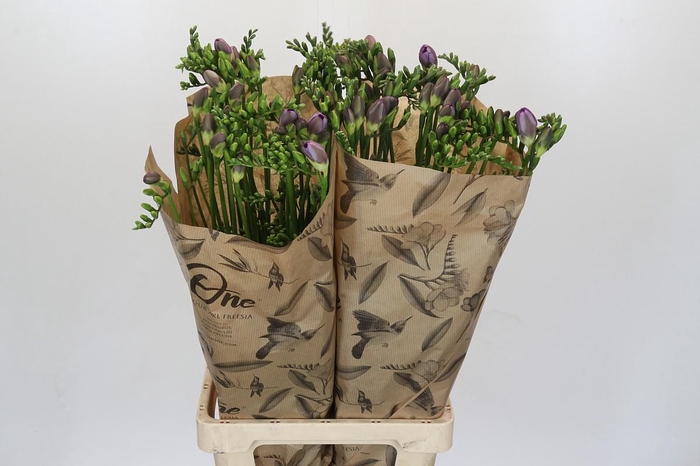 <h4>Freesia One Blue XXL</h4>