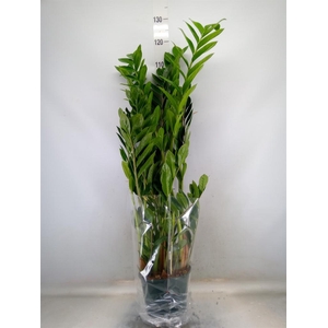 Zamioculcas zamiifolia