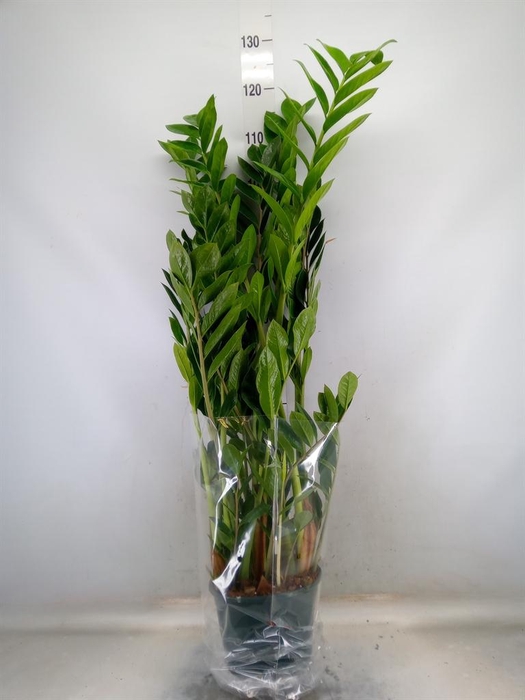 <h4>Zamioculcas zamiifolia</h4>