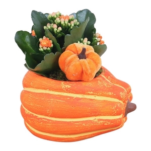 Autumn Arr. Indoor Ceramic Pumpkin Pot Ø12cm 1PP