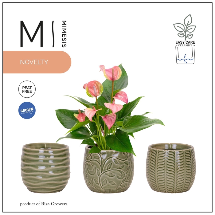 <h4>Mimesis Anthurium Joli - 9 cm Madeira</h4>