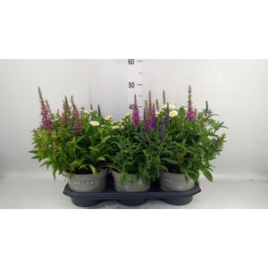 Vaste pltn   ...mix in pot [Perenni