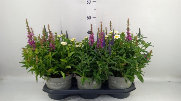 <h4>Vaste pltn   ...mix in pot [Perenni</h4>