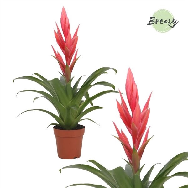 <h4>Tillandsia Ziva</h4>