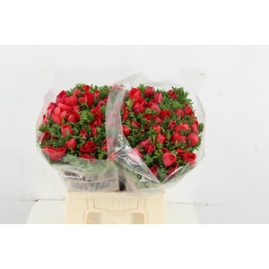 ANEMONE MISTRAL + RED