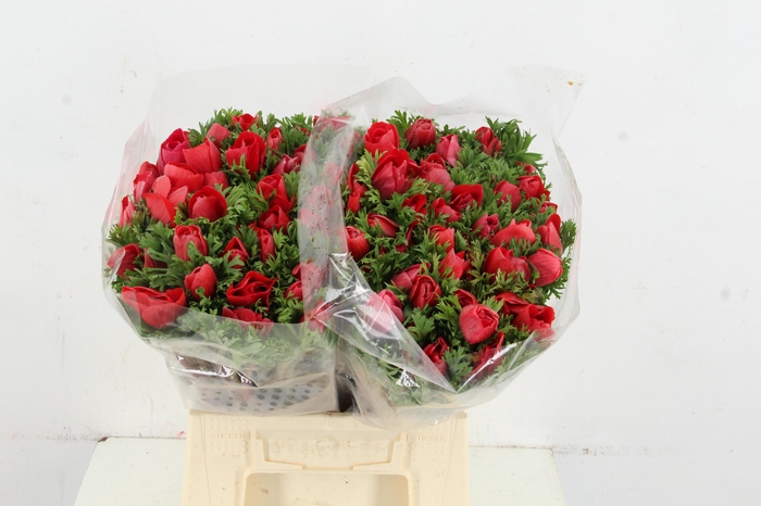 <h4>ANEMONE MISTRAL + RED</h4>