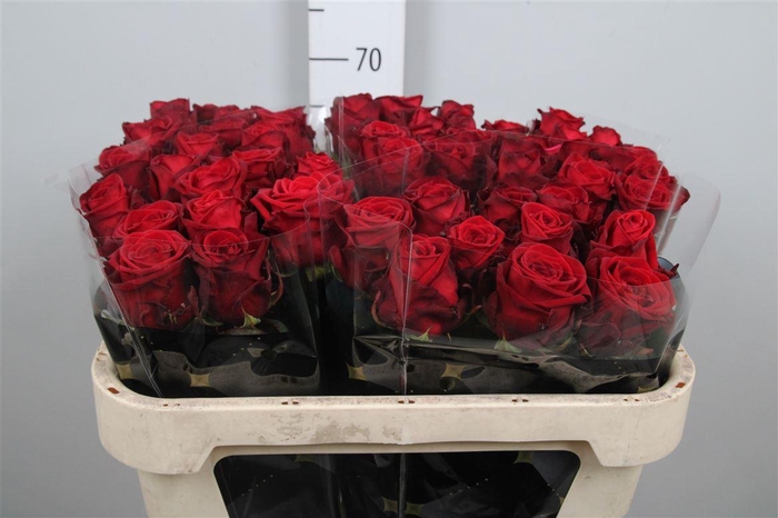 <h4>R Gr Red Naomi!</h4>