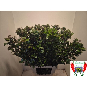 ILEX BL M BLU PRINCE