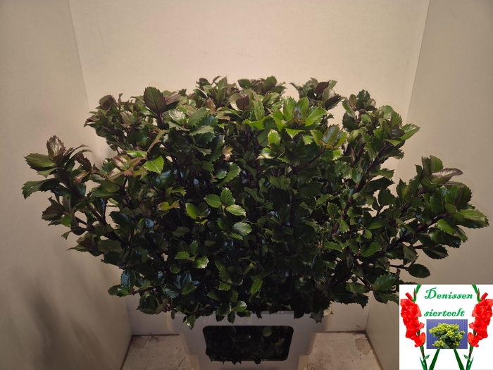 <h4>ILEX BL M BLU PRINCE</h4>