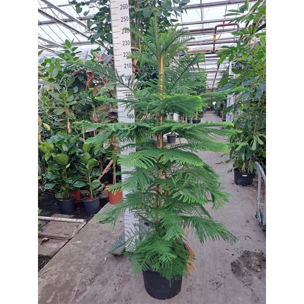 <h4>Araucaria toef 240</h4>