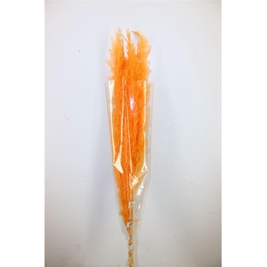 Dried Cortaderia Dadang Salmon 110cm