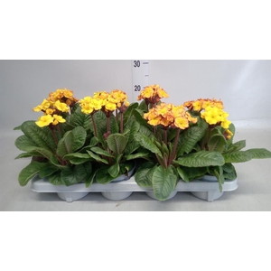 Primula elat. 'Gold Nugget'  ...mix
