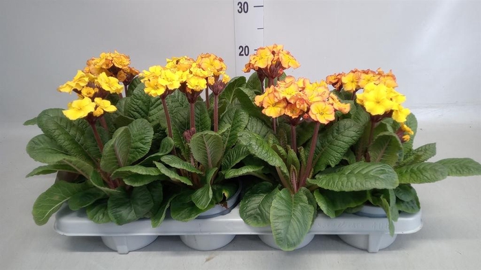 <h4>Primula elat. 'Gold Nugget' ...mix</h4>