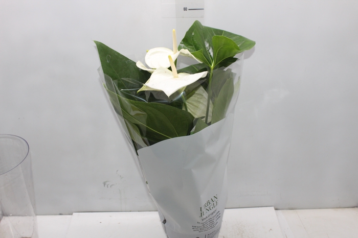 <h4>ANTHURIUM ALASKA P17</h4>