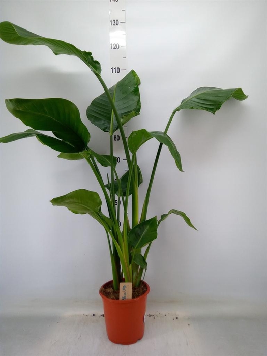 <h4>Strelitzia nicolai</h4>