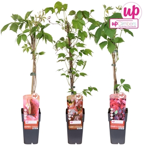 Parthenocissus mix tray P15