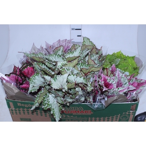 BEGONIA BELEAF P15 PO