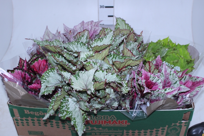 BEGONIA BELEAF P15 PO