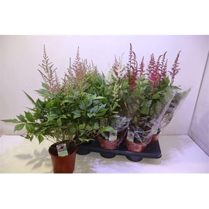 arr8 Astilb Gem 3 Kl