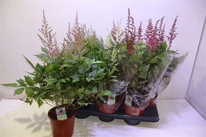 <h4>Astilb Gem 3 Kl</h4>