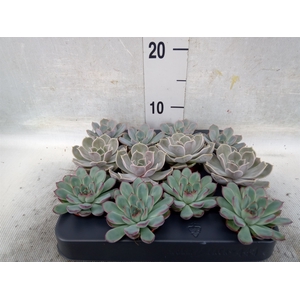 Echeveria   ...mix