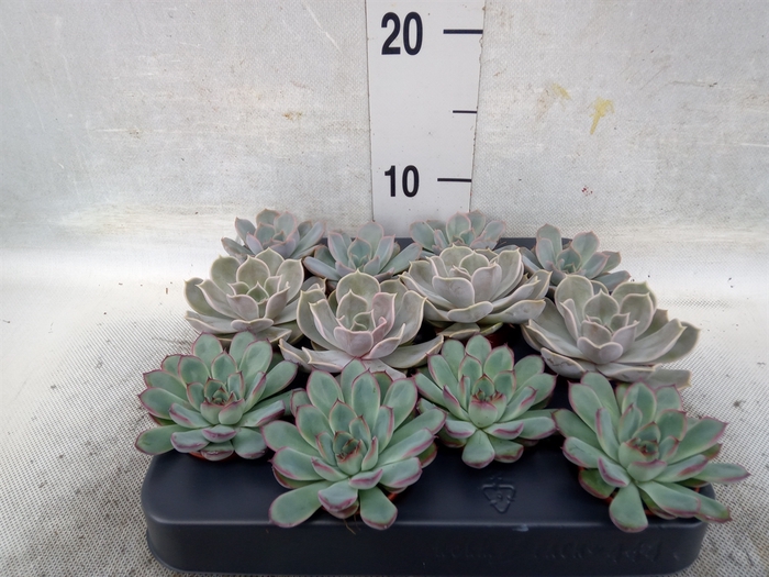 <h4>Echeveria   ...mix</h4>