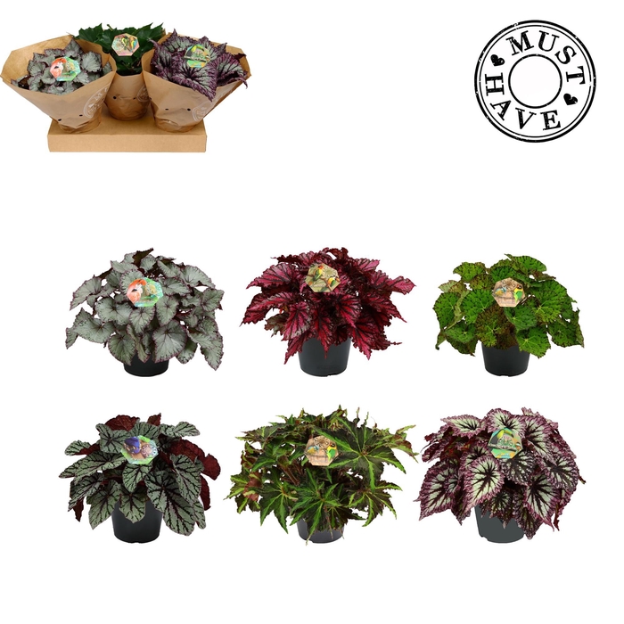 <h4>Begonia Rex Mix P17</h4>