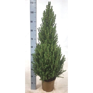 PICEA GL CONICA