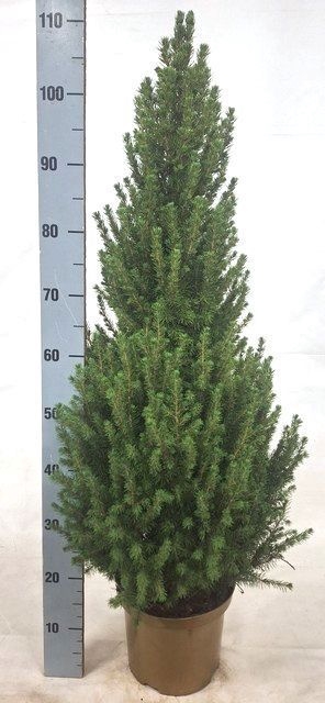 <h4>PICEA GL CONICA</h4>