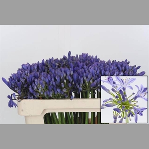 AGAP EYFORI BLUE