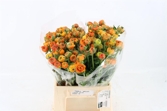 <h4>Ran Amandine Orange</h4>