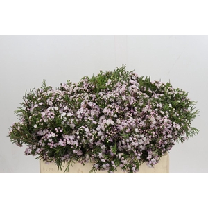 Chamelaucium Dancing Queen