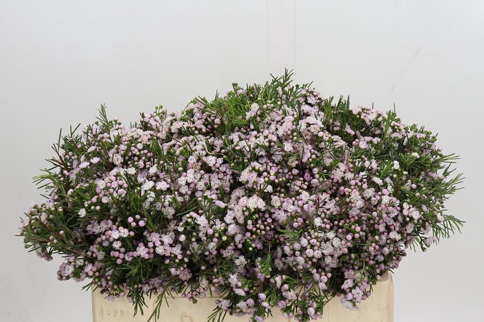 <h4>Chamelaucium Dancing Queen</h4>