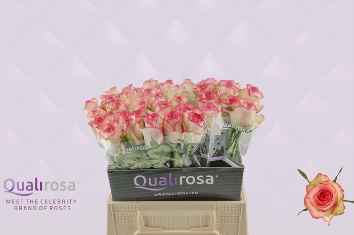 <h4>R Gr Jumilia</h4>