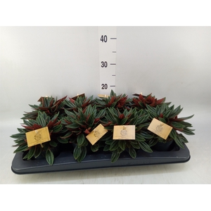 Peperomia caperata 'Rosso'