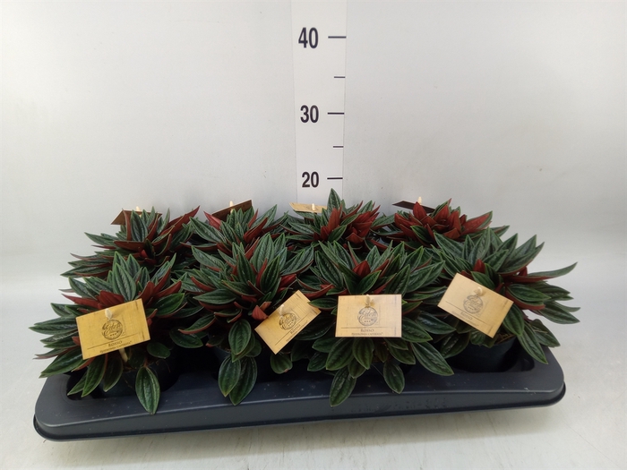 <h4>Peperomia caperata 'Rosso'</h4>
