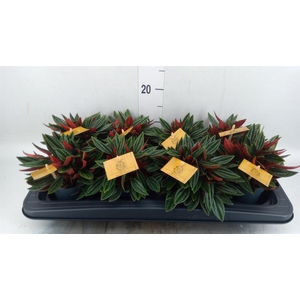 Peperomia caperata 'Rosso'