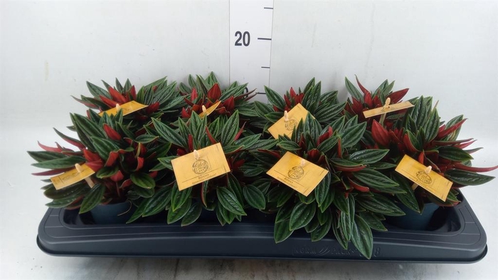 <h4>Peperomia caperata 'Rosso'</h4>