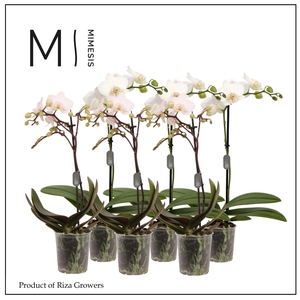 Phalaenopsis White 1 spike – 9cm | Mimesis