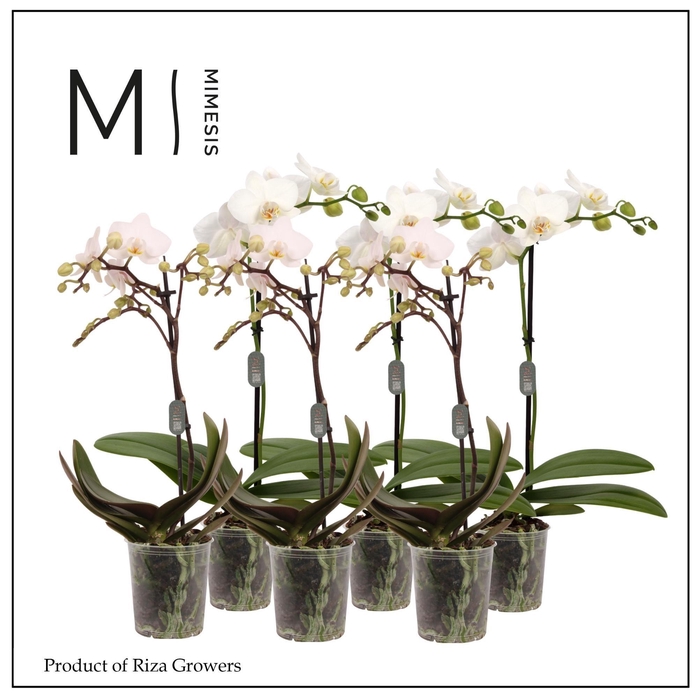 <h4>Phalaenopsis White 1 spike – 9cm | Mimesis</h4>
