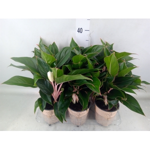 Aglaonema   ...