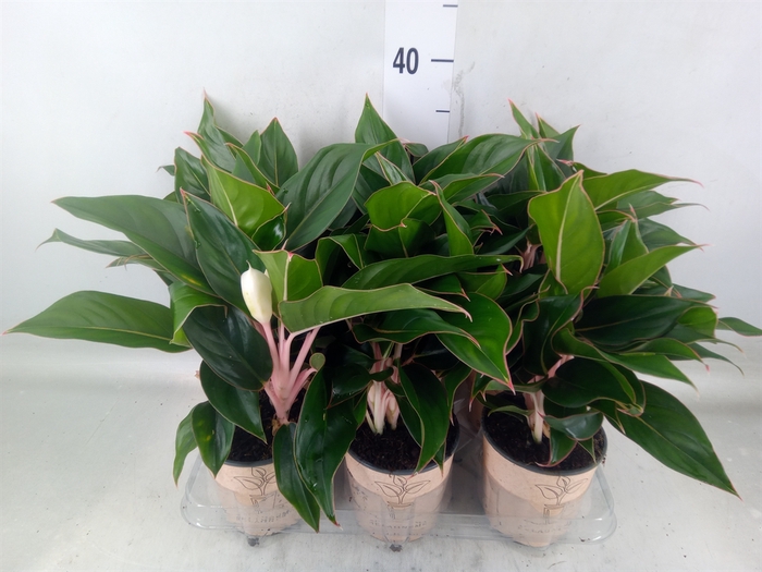 <h4>Aglaonema   ...</h4>