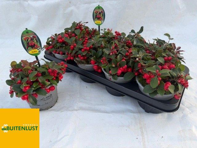 <h4>GAULTH PR BIG BERRY</h4>