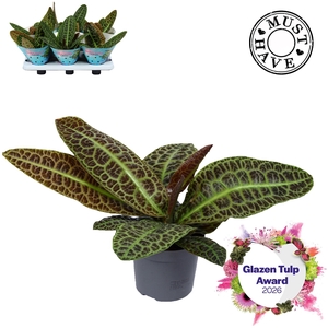 Labisia Obtusifolia Kura Kura MUST HAVE