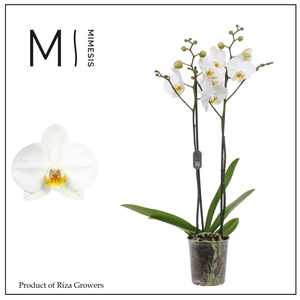 Phalaenopsis London 2 spike - 12cm | Mimesis