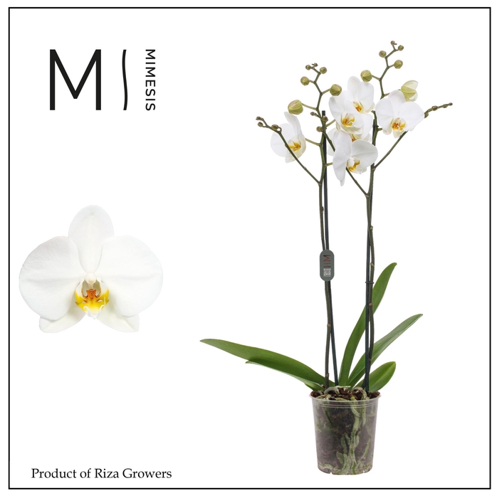 <h4>Phalaenopsis London 2 spike - 12cm | Mimesis</h4>